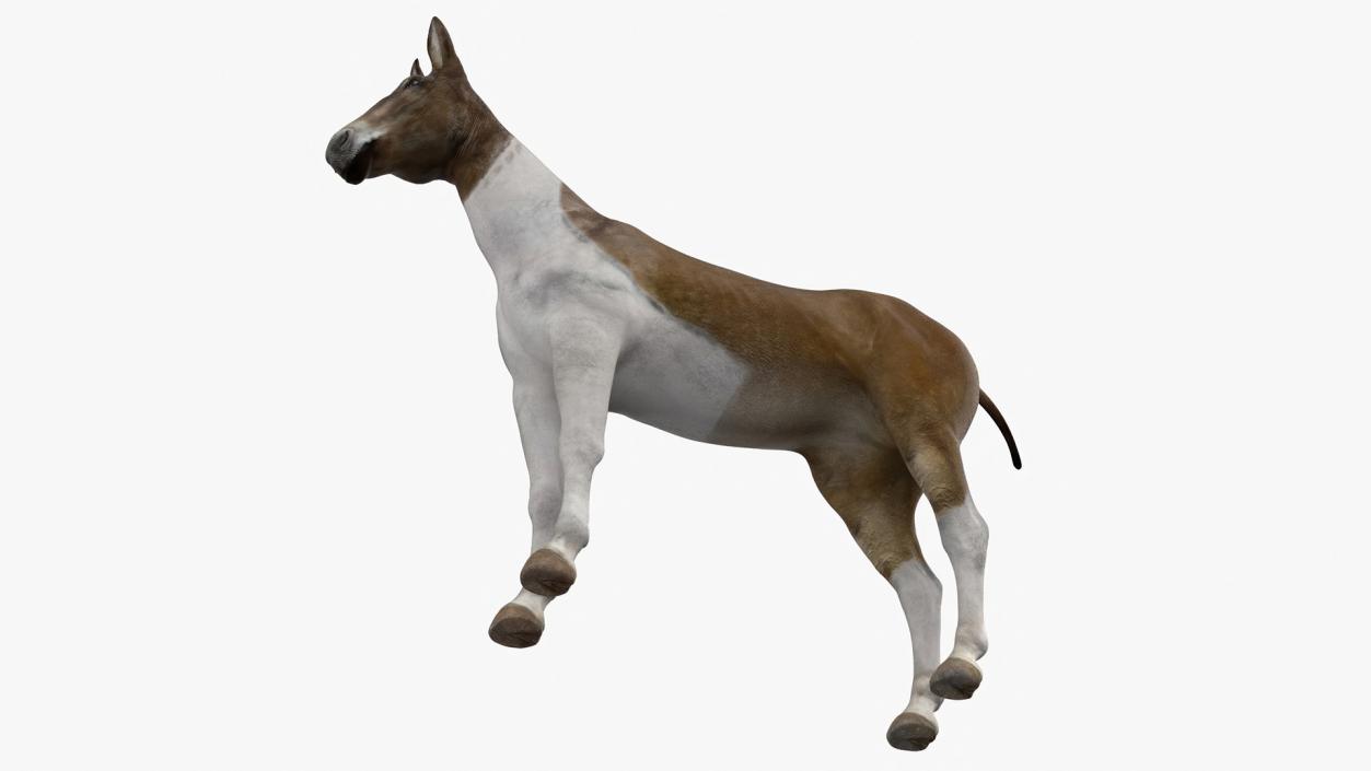 3D model Mule