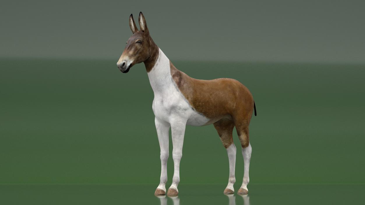 3D model Mule