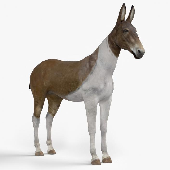 3D model Mule