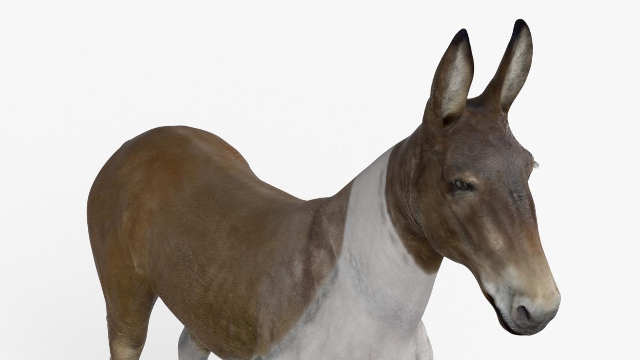 3D model Mule