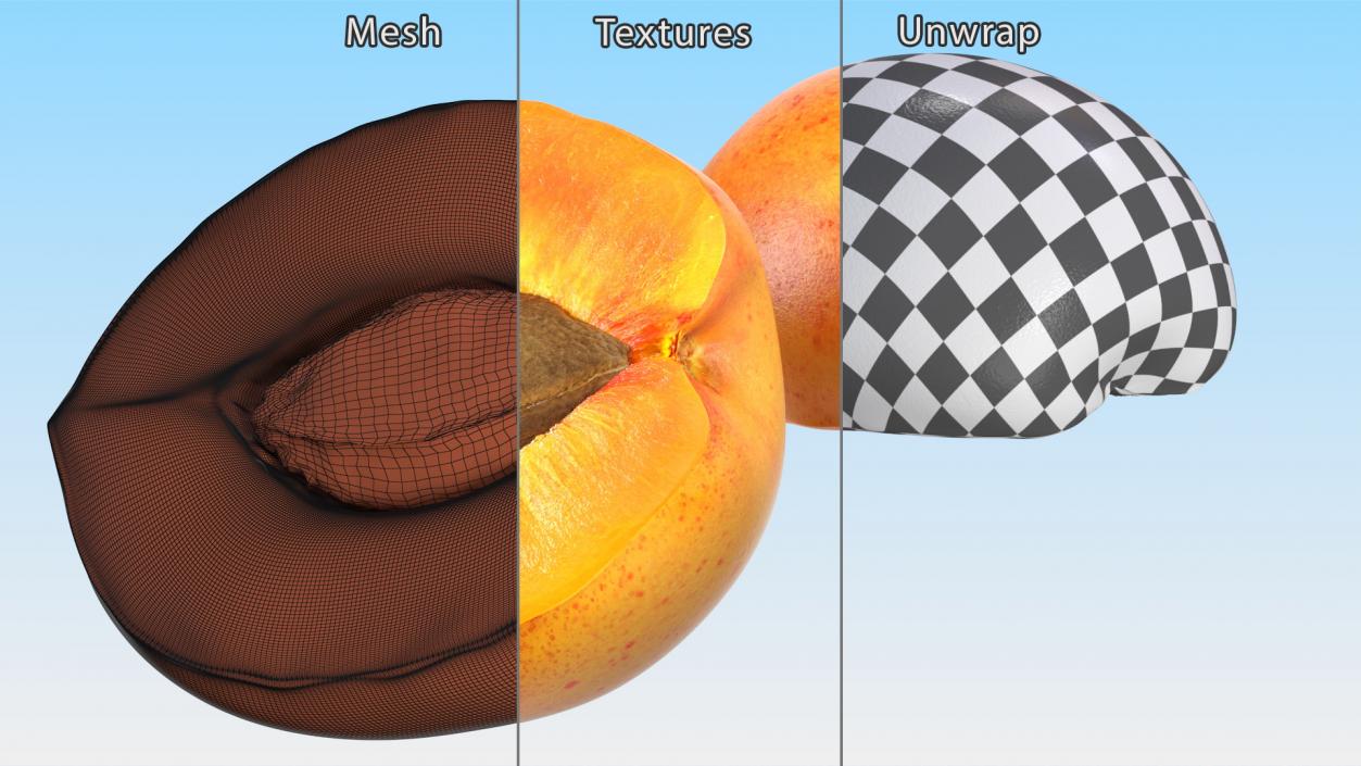 Apricot Cut in Half 3D model