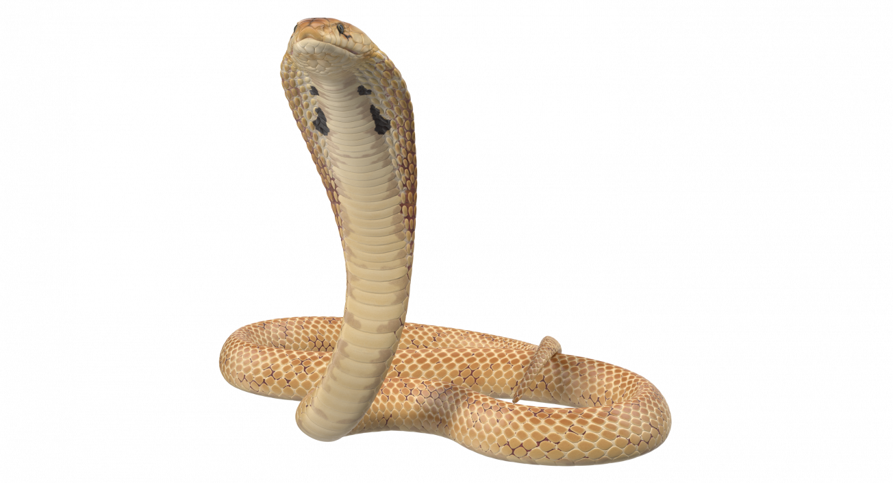 Cobra Light Skin Alert Pose 3D