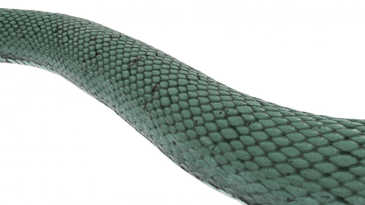 3D model Grass Snake Green Rigged for Cinema 4D 2