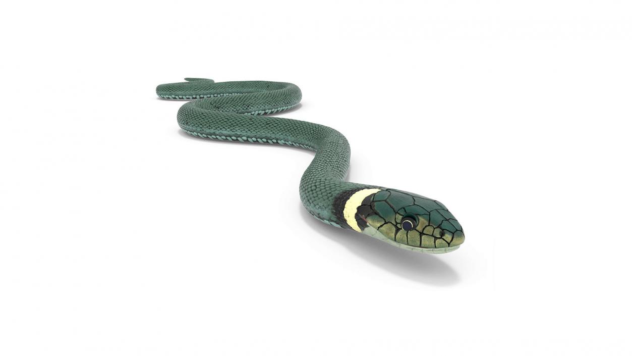 3D model Grass Snake Green Rigged for Cinema 4D 2