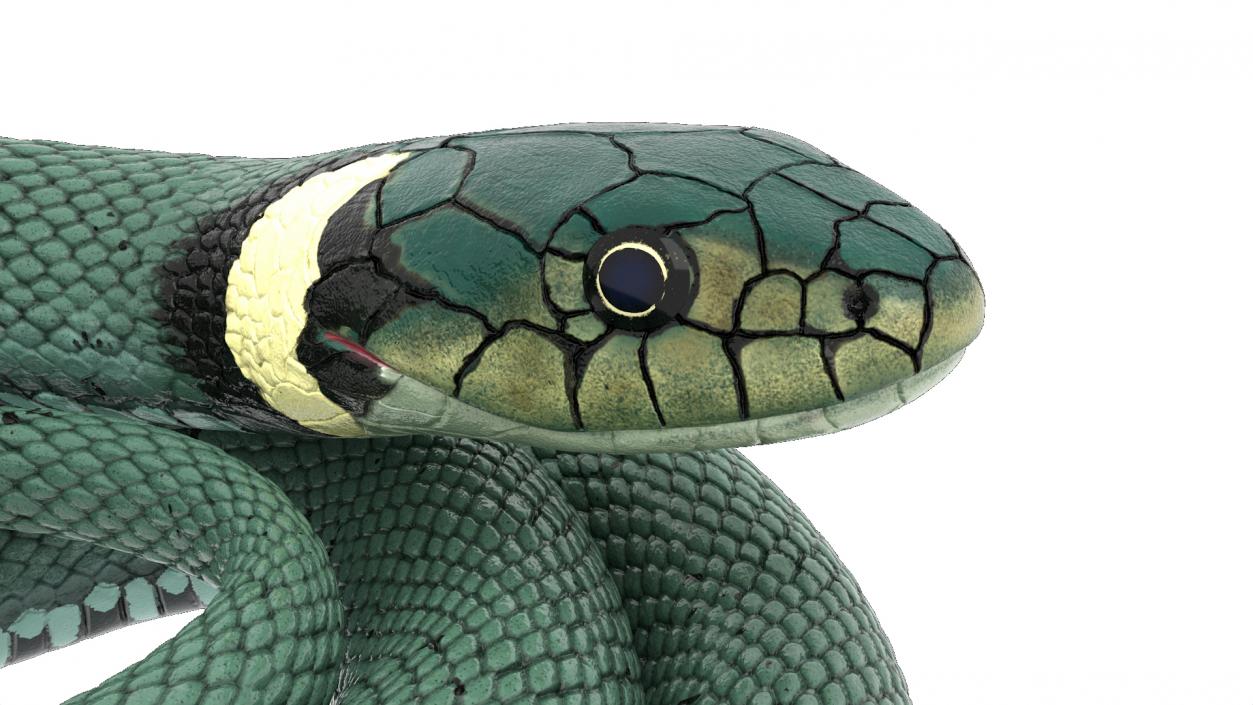 3D model Grass Snake Green Rigged for Cinema 4D 2