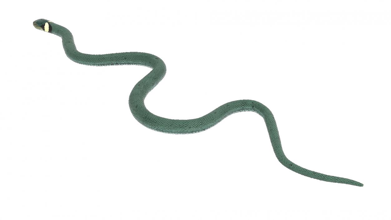 3D model Grass Snake Green Rigged for Cinema 4D 2