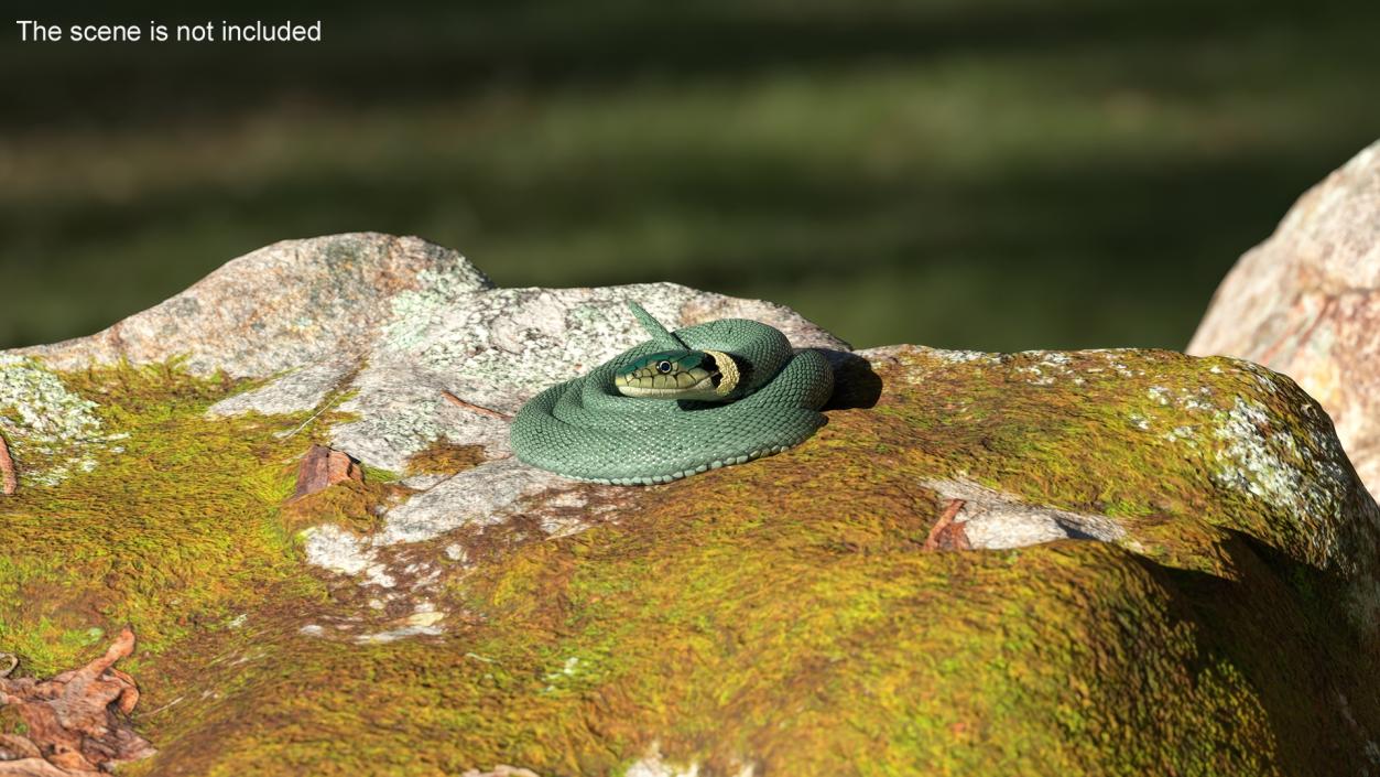 3D model Grass Snake Green Rigged for Cinema 4D 2