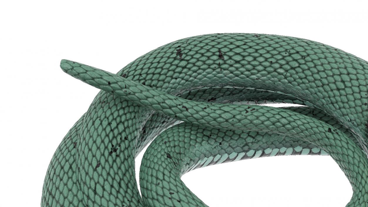 3D model Grass Snake Green Rigged for Cinema 4D 2