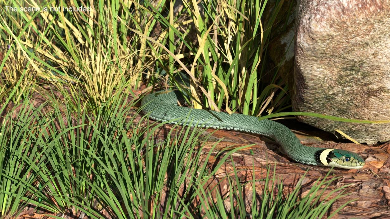 3D model Grass Snake Green Rigged for Cinema 4D 2