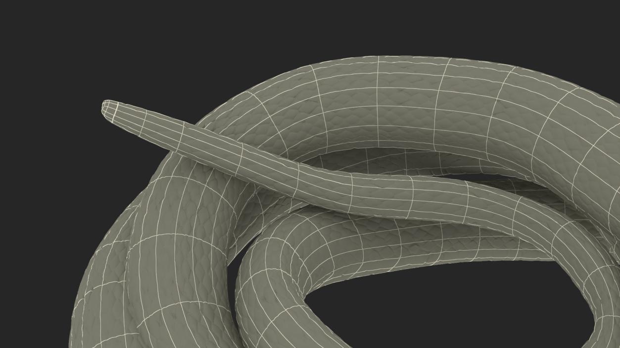 3D model Grass Snake Green Rigged for Cinema 4D 2