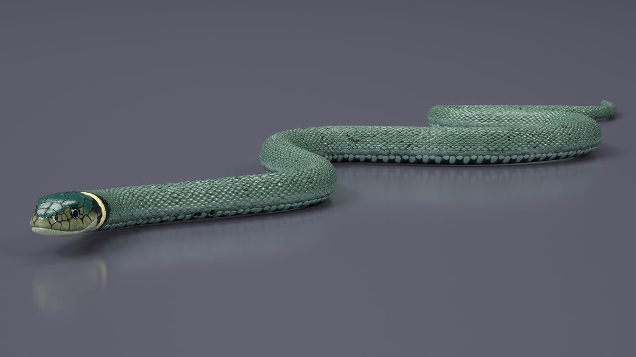 3D model Grass Snake Green Rigged for Cinema 4D 2