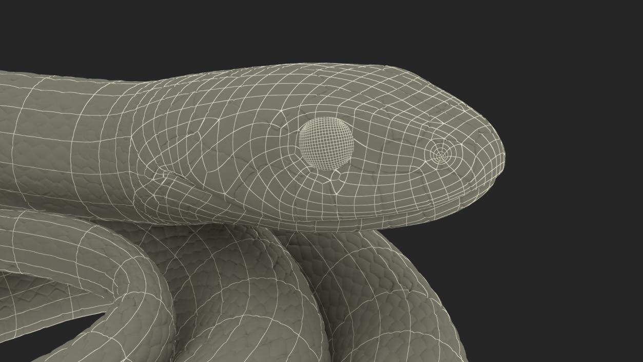 3D model Grass Snake Green Rigged for Cinema 4D 2