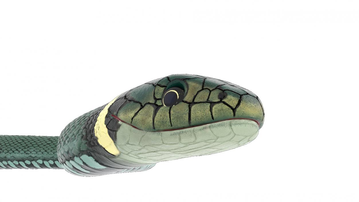 3D model Grass Snake Green Rigged for Cinema 4D 2