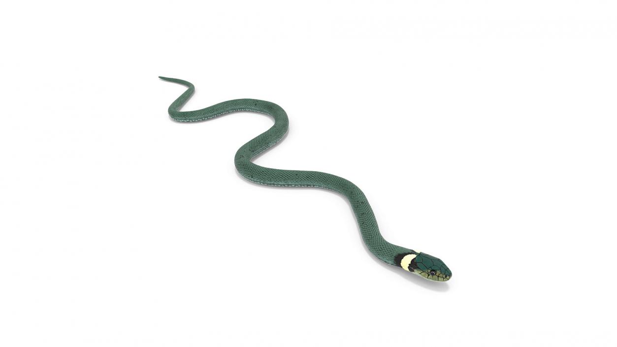 3D model Grass Snake Green Rigged for Cinema 4D 2