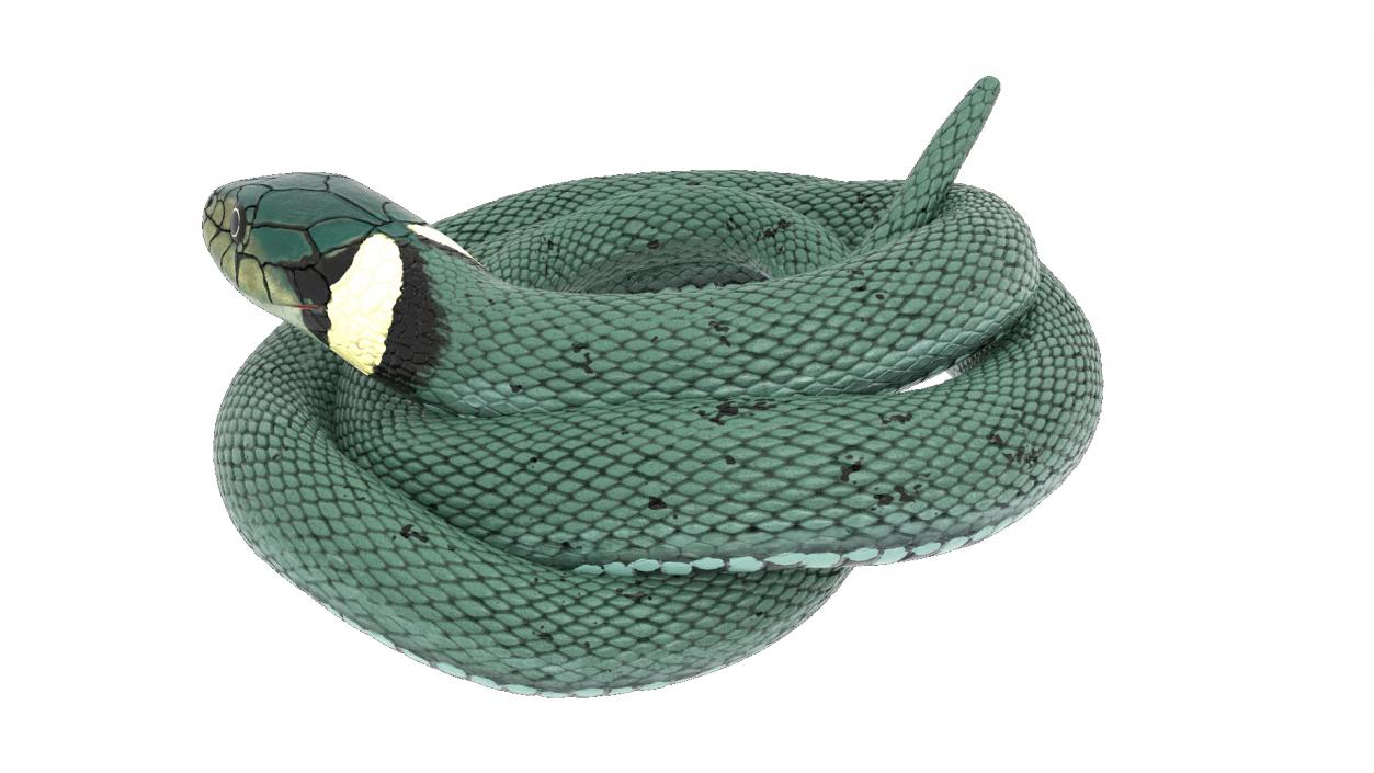 3D model Grass Snake Green Rigged for Cinema 4D 2