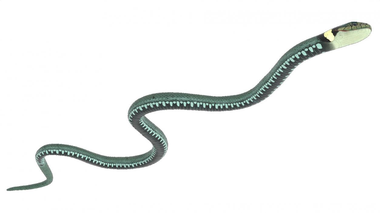 3D model Grass Snake Green Rigged for Cinema 4D 2