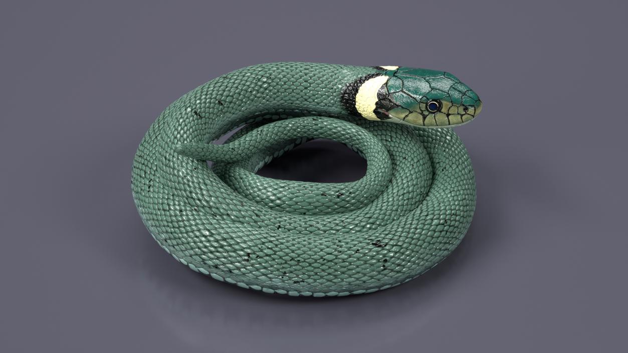 3D model Grass Snake Green Rigged for Cinema 4D 2