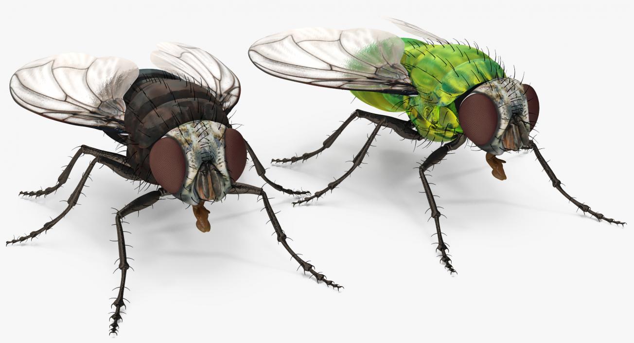 3D Flies Collection