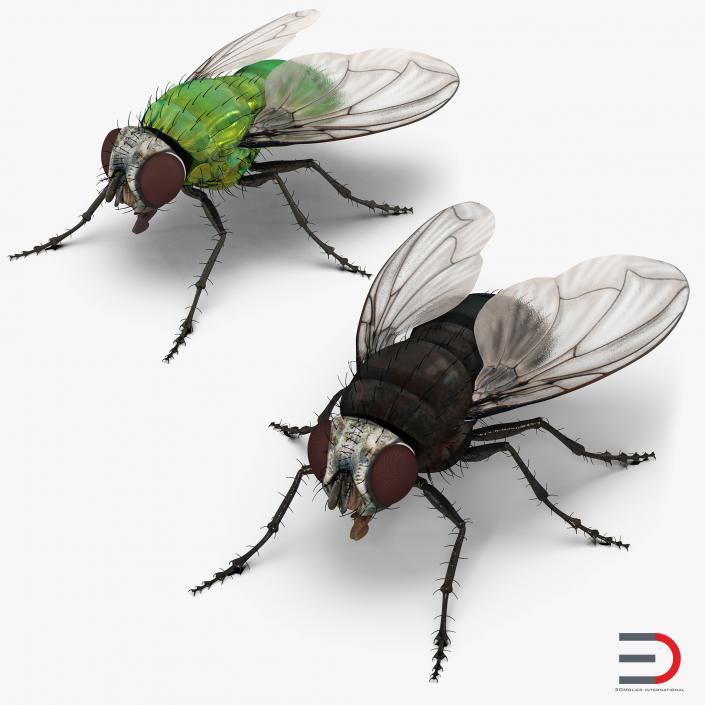 3D Flies Collection