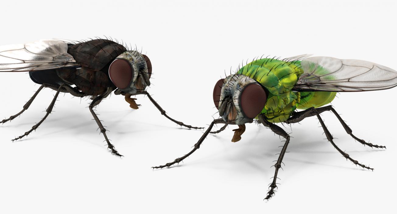 3D Flies Collection