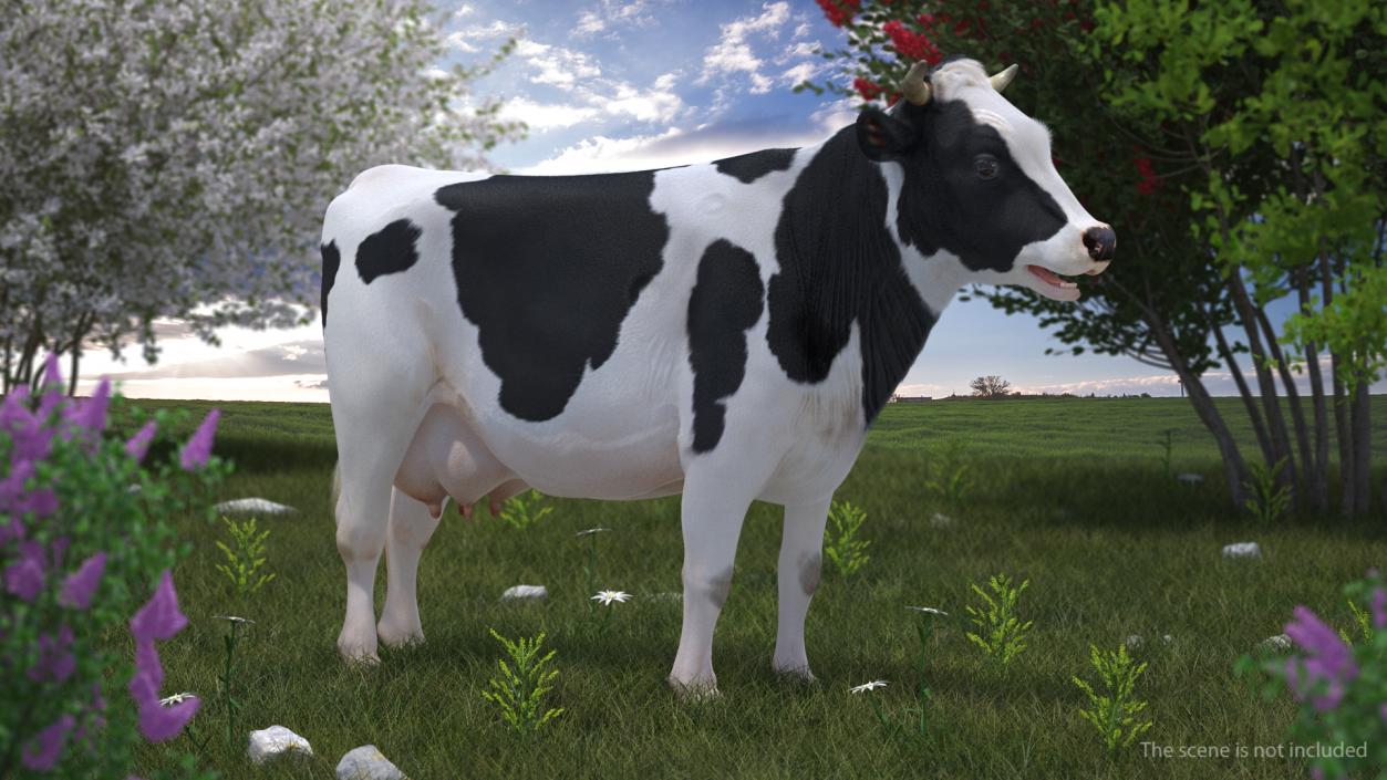 3D Animated Cow Mooing Rigged