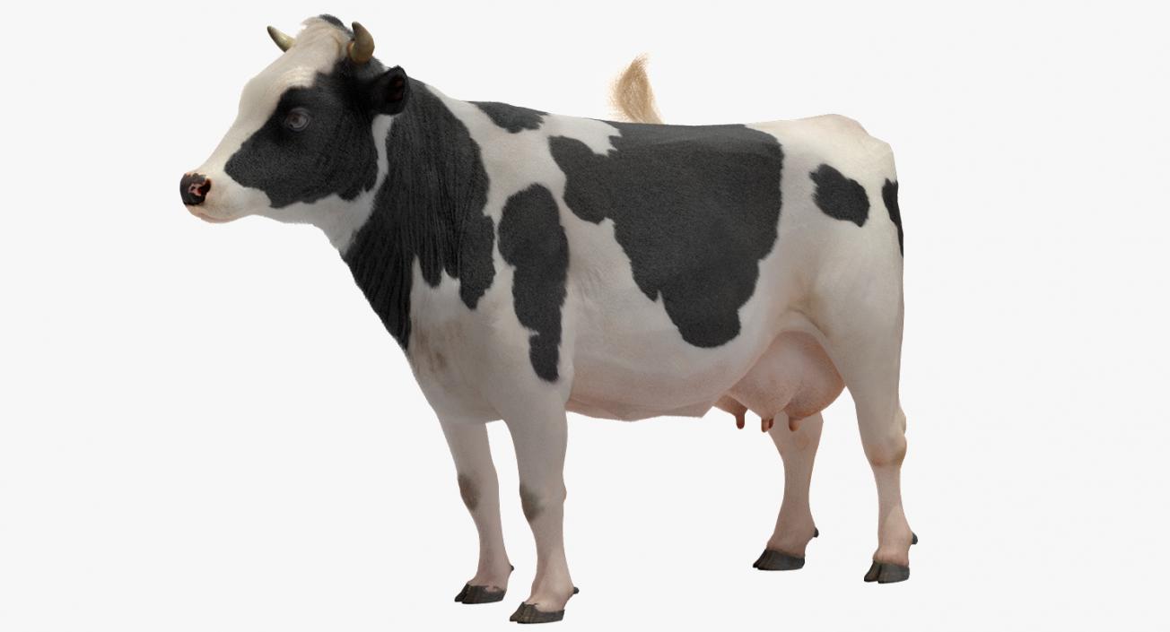 3D Animated Cow Mooing Rigged