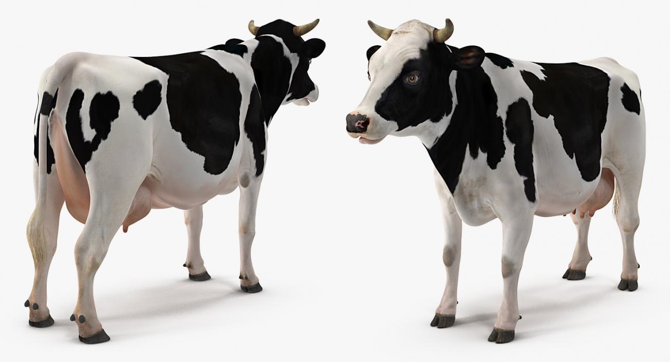 3D Animated Cow Mooing Rigged