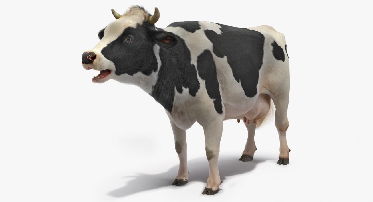 3D Animated Cow Mooing Rigged