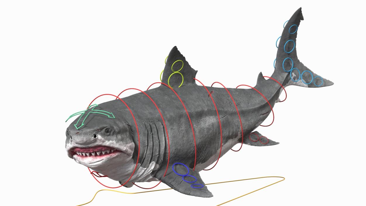 Rigged Sharks Collection 12 3D