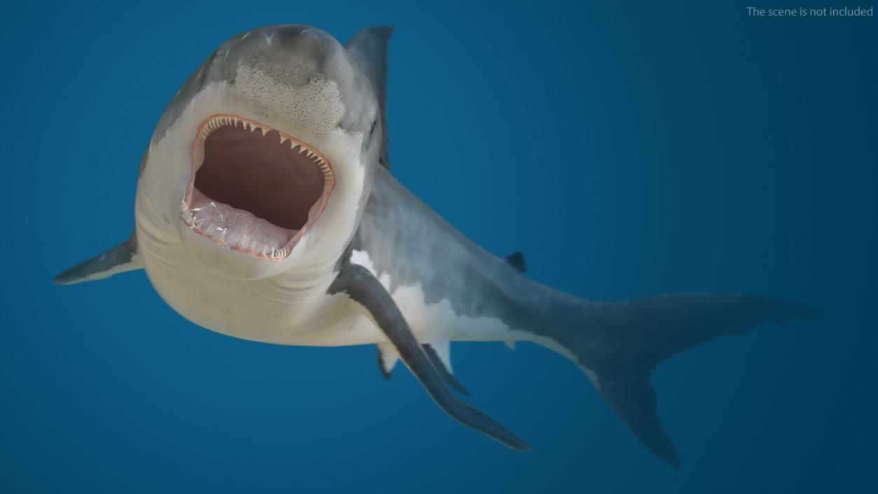 Rigged Sharks Collection 12 3D