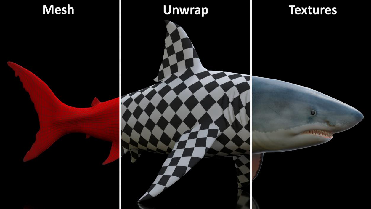 Rigged Sharks Collection 12 3D