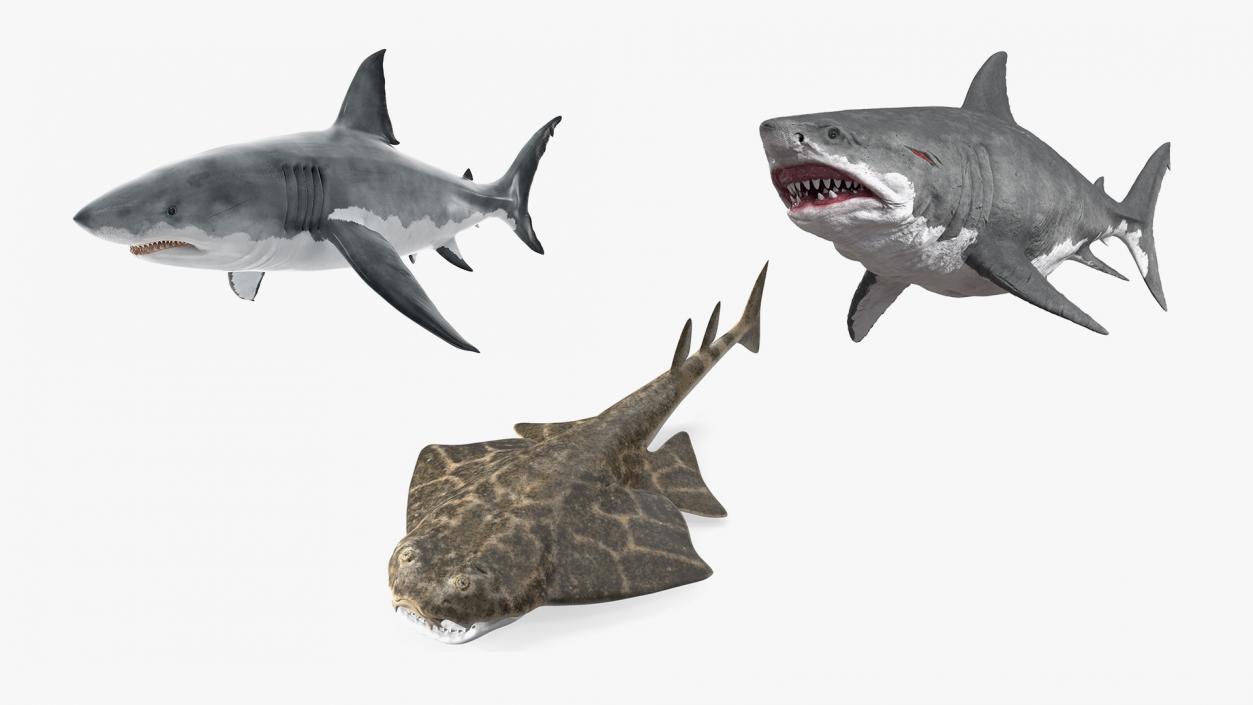 Rigged Sharks Collection 12 3D