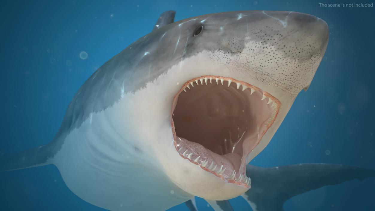 Rigged Sharks Collection 12 3D