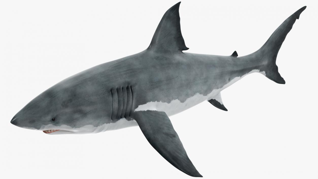 Rigged Sharks Collection 12 3D