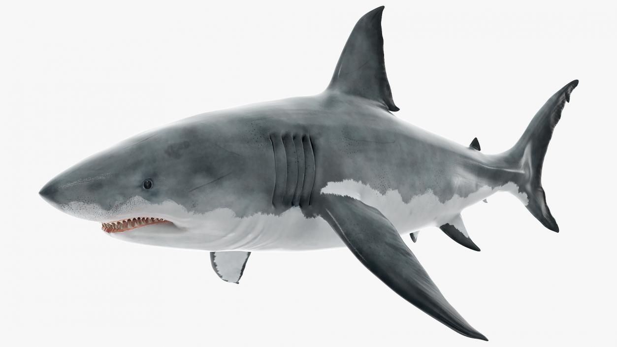 Rigged Sharks Collection 12 3D