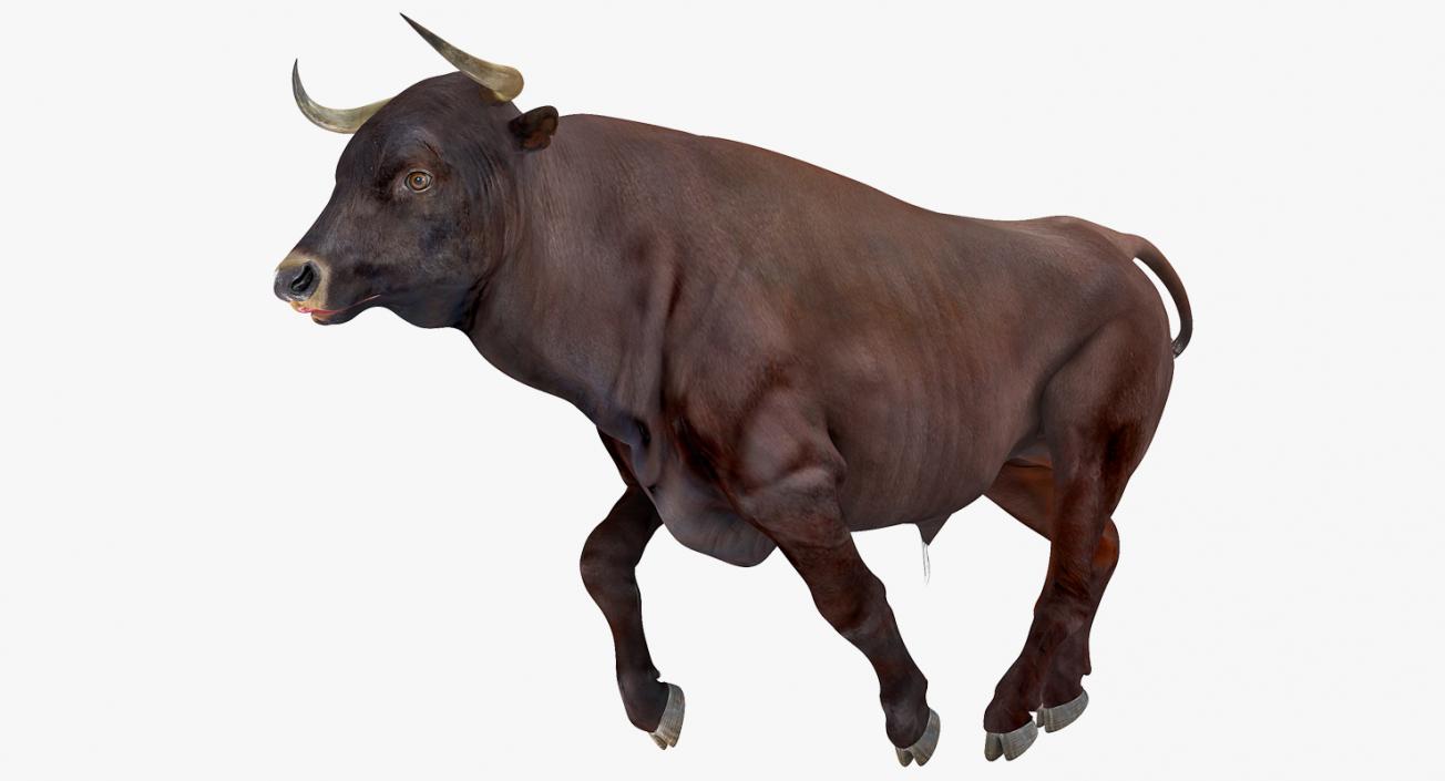 Bull Running Pose 3D