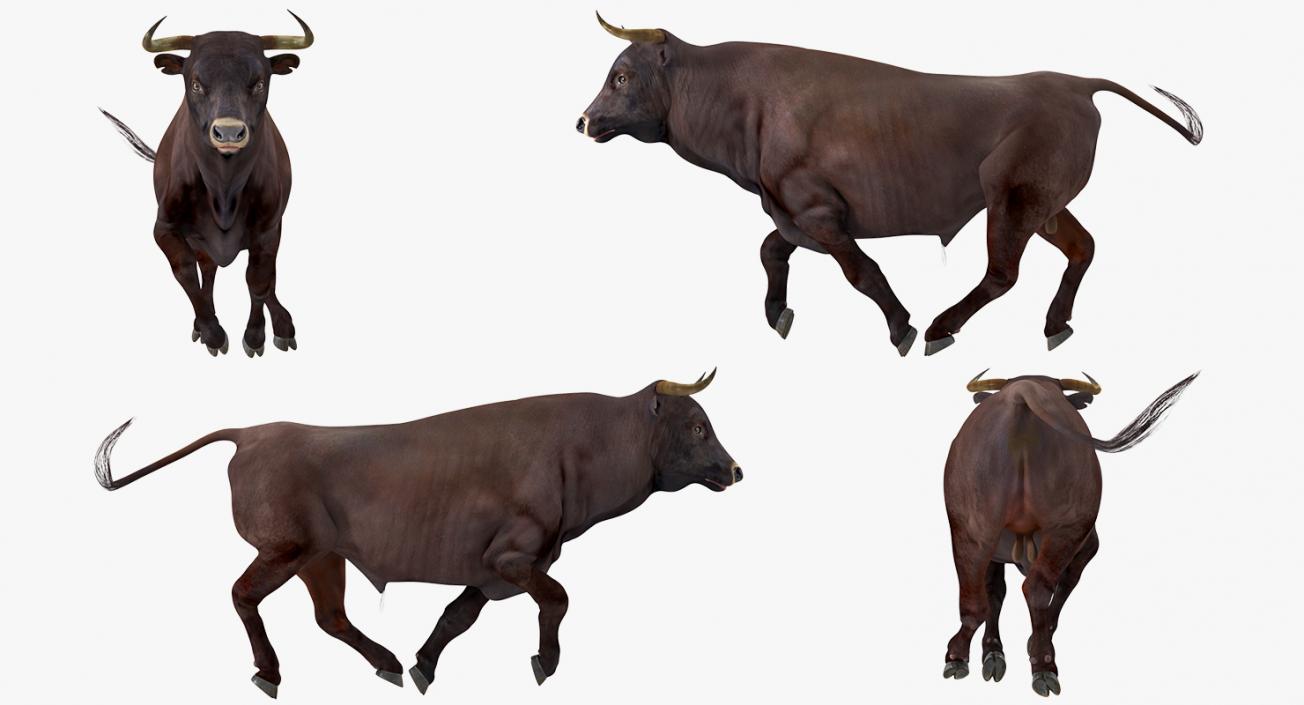 Bull Running Pose 3D