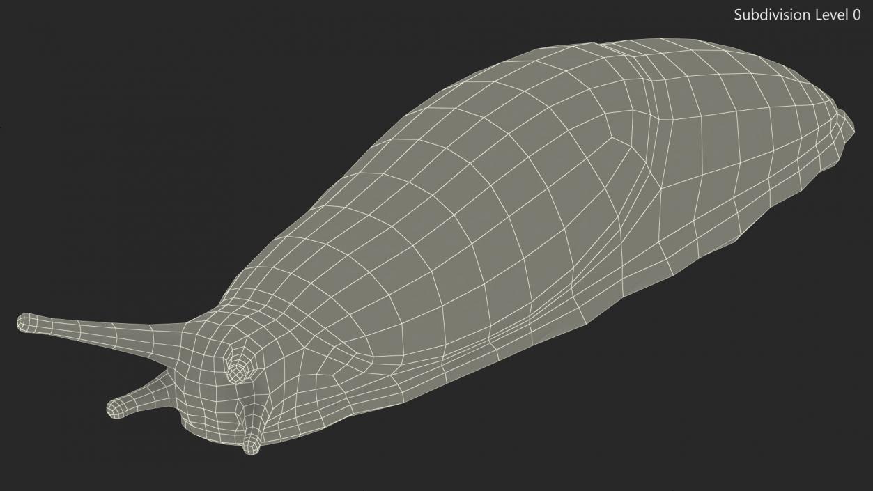 3D Garden Slug Arion Hortensis Lying model