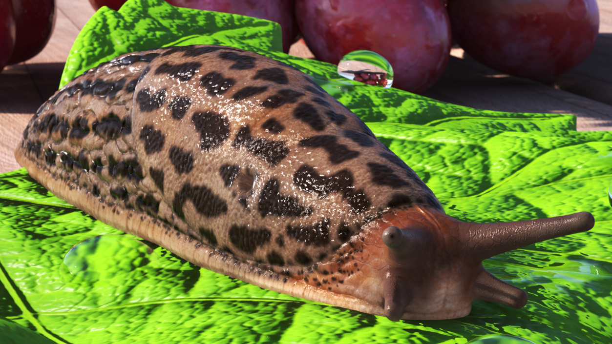 3D Garden Slug Arion Hortensis Lying model