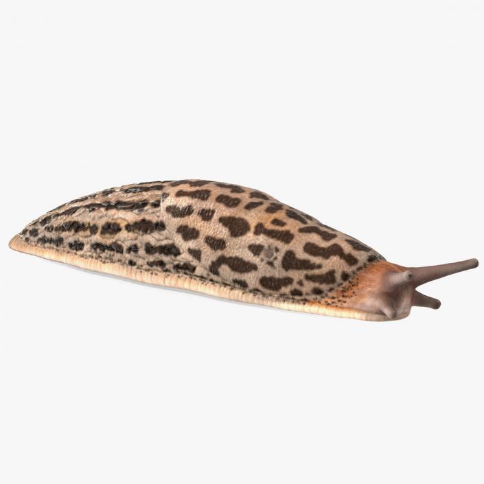 3D Garden Slug Arion Hortensis Lying model