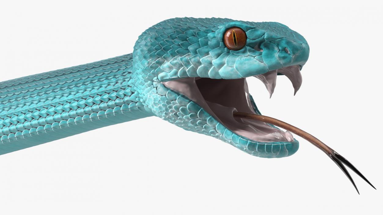 3D Blue Trimeresurus Snake model