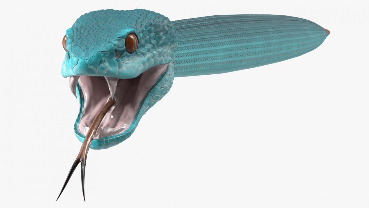 3D Blue Trimeresurus Snake model