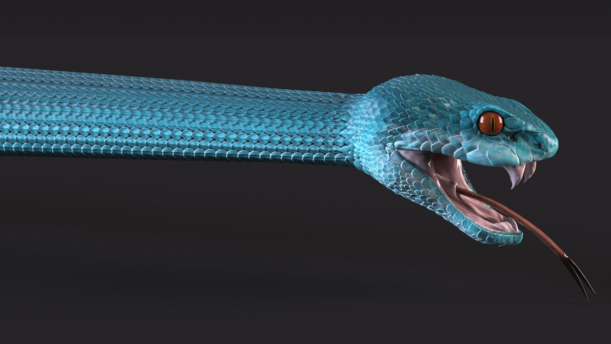 3D Blue Trimeresurus Snake model