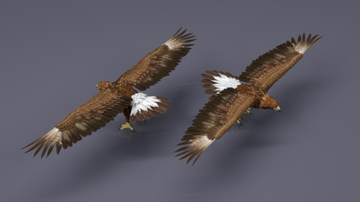 Realistic Golden Eagle T Pose 3D model