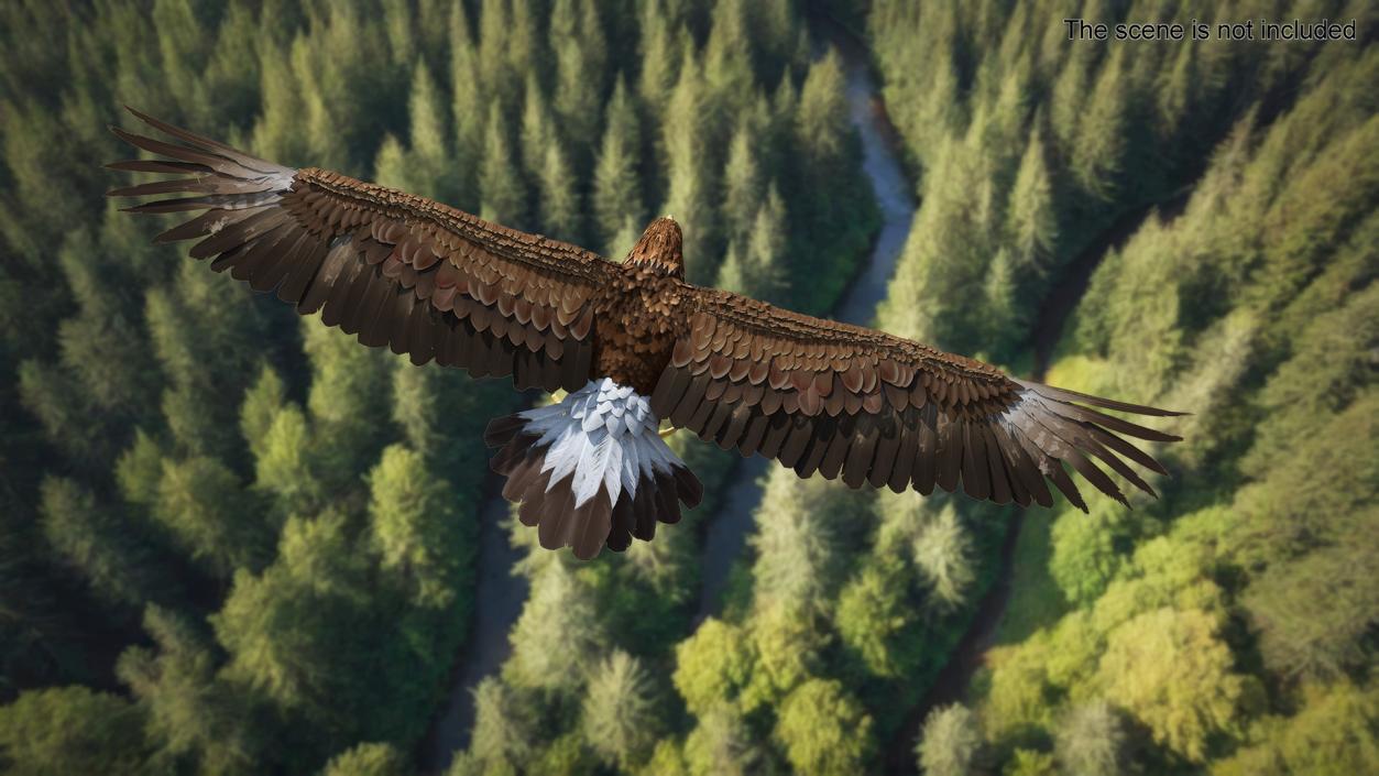 Realistic Golden Eagle T Pose 3D model