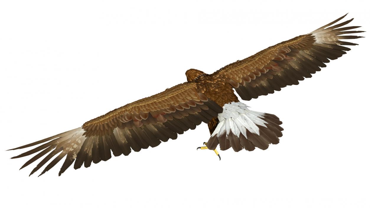 Realistic Golden Eagle T Pose 3D model