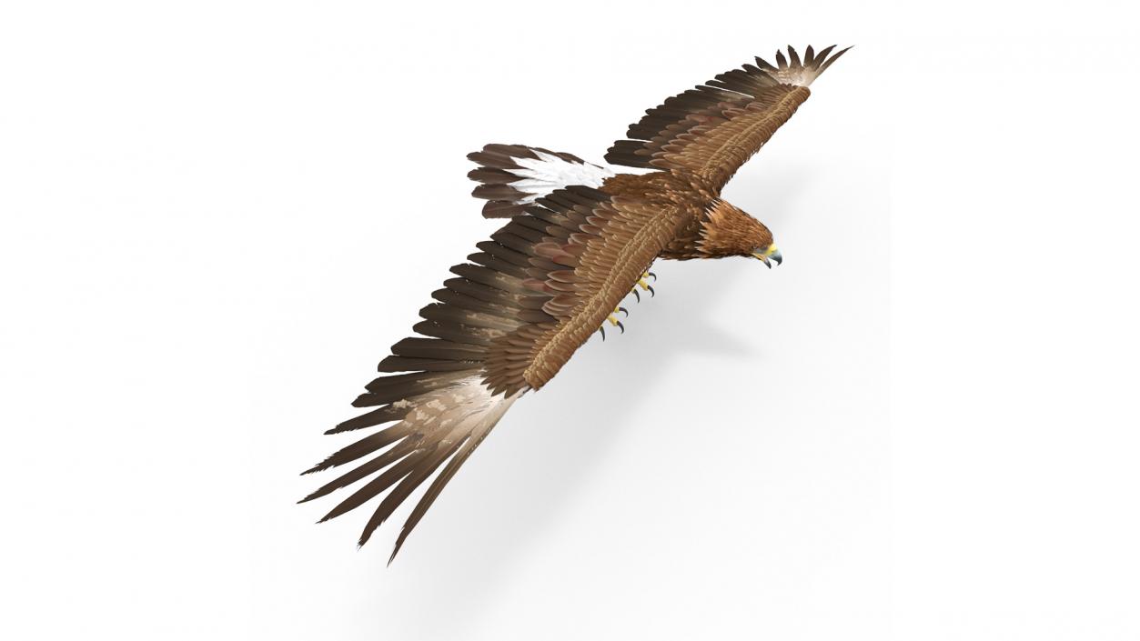 Realistic Golden Eagle T Pose 3D model