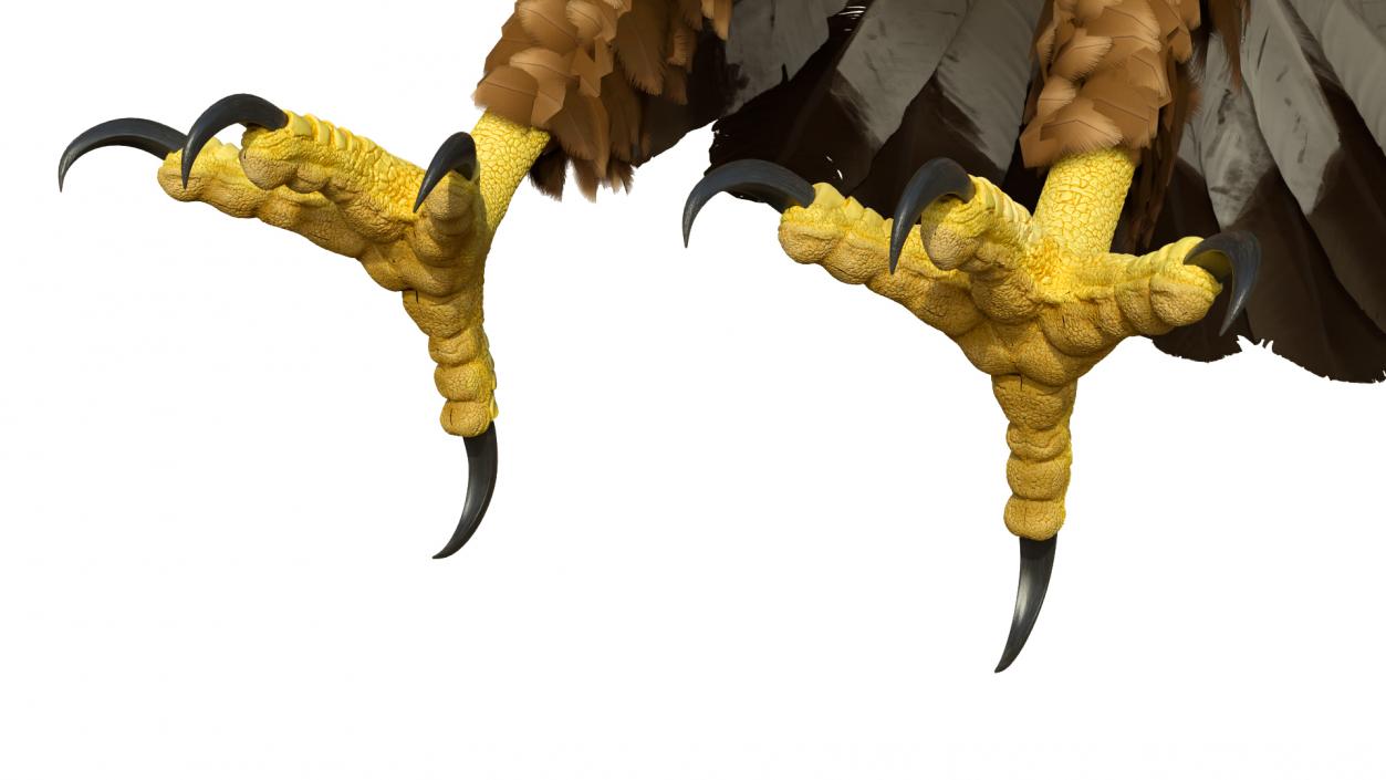 Realistic Golden Eagle T Pose 3D model