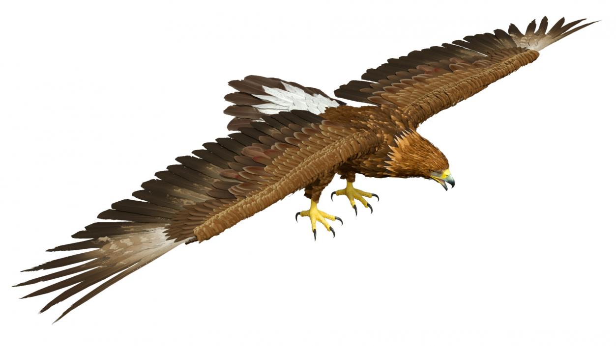 Realistic Golden Eagle T Pose 3D model