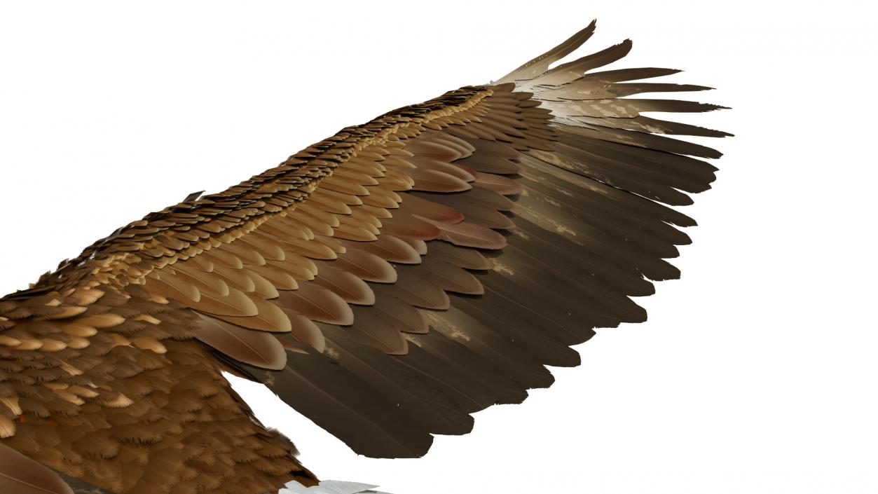 Realistic Golden Eagle T Pose 3D model